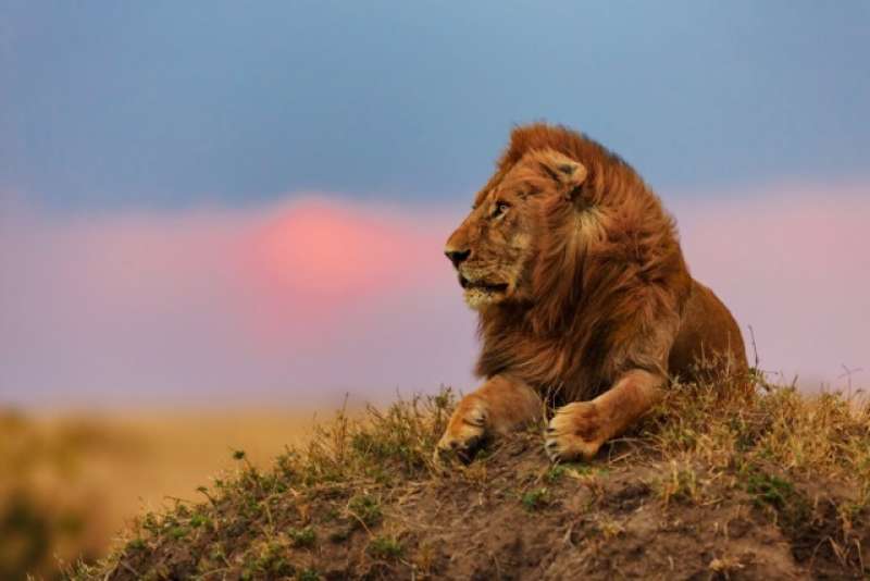 Go2 Africa Lion in the Masai Mara Brighter